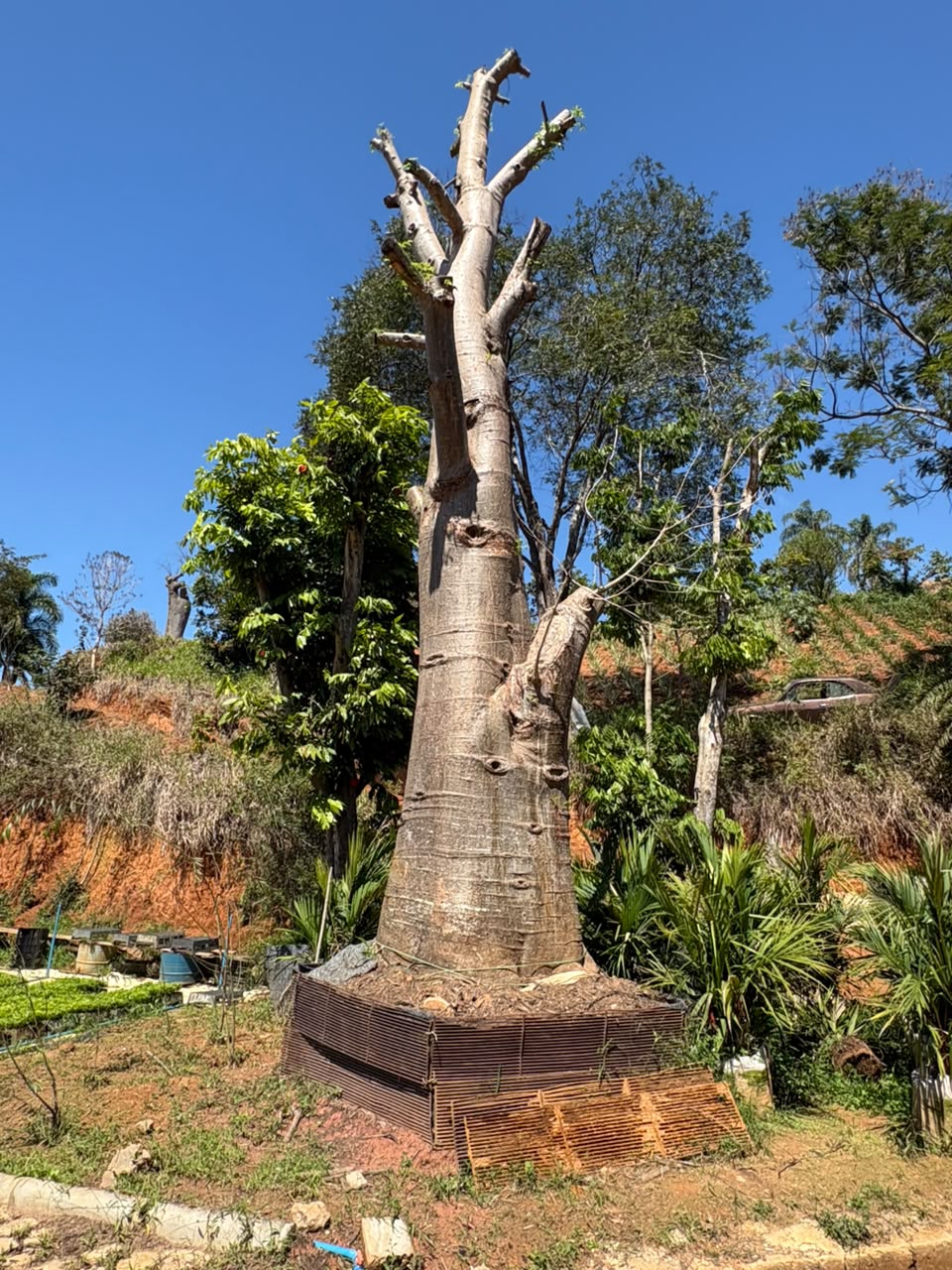 Baobá-africano no viveiro da Nordeste Plantas