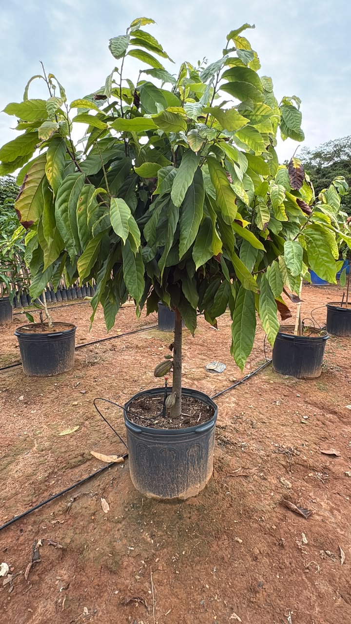 Cajueiro semiadulto no viveiro da Nordeste Plantas