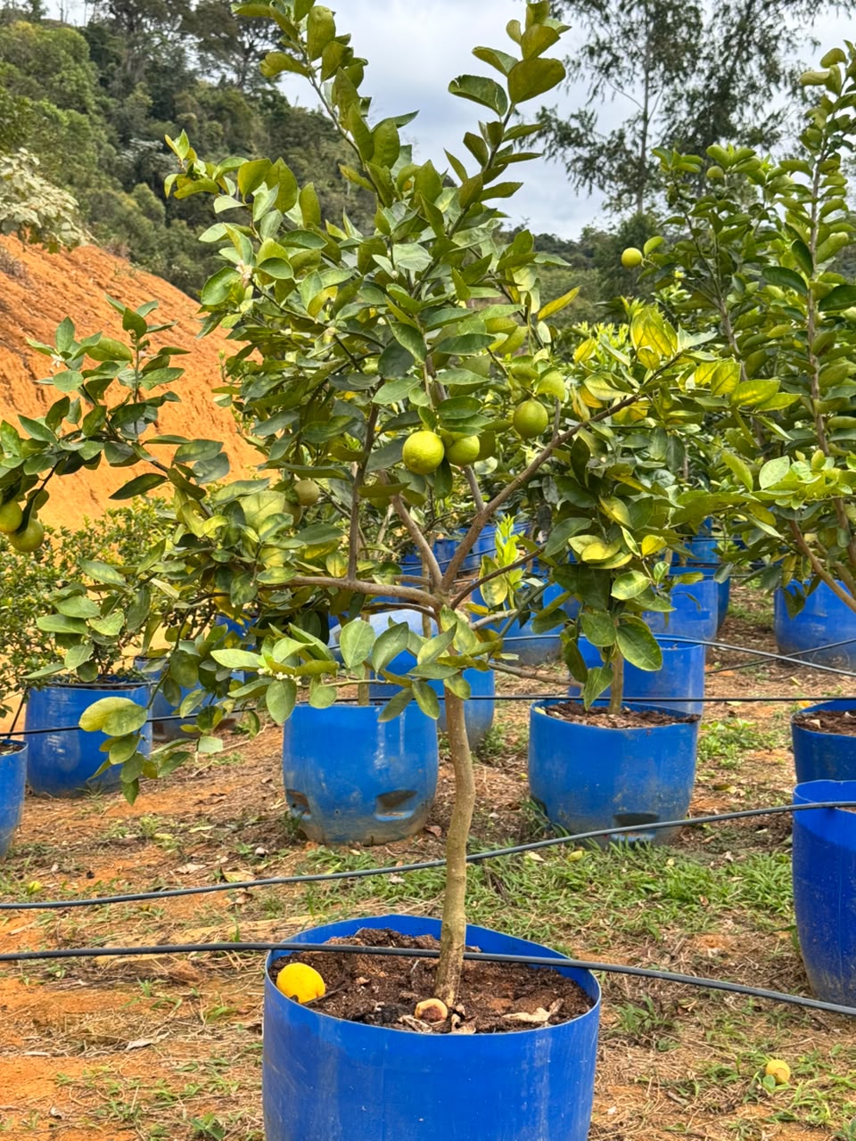 Cítrica no viveiro da Nordeste Plantas