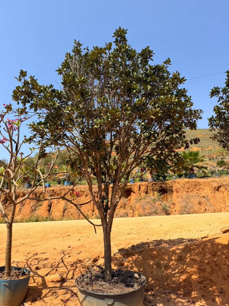 Grumixama adulta no viveiro da Nordeste Plantas