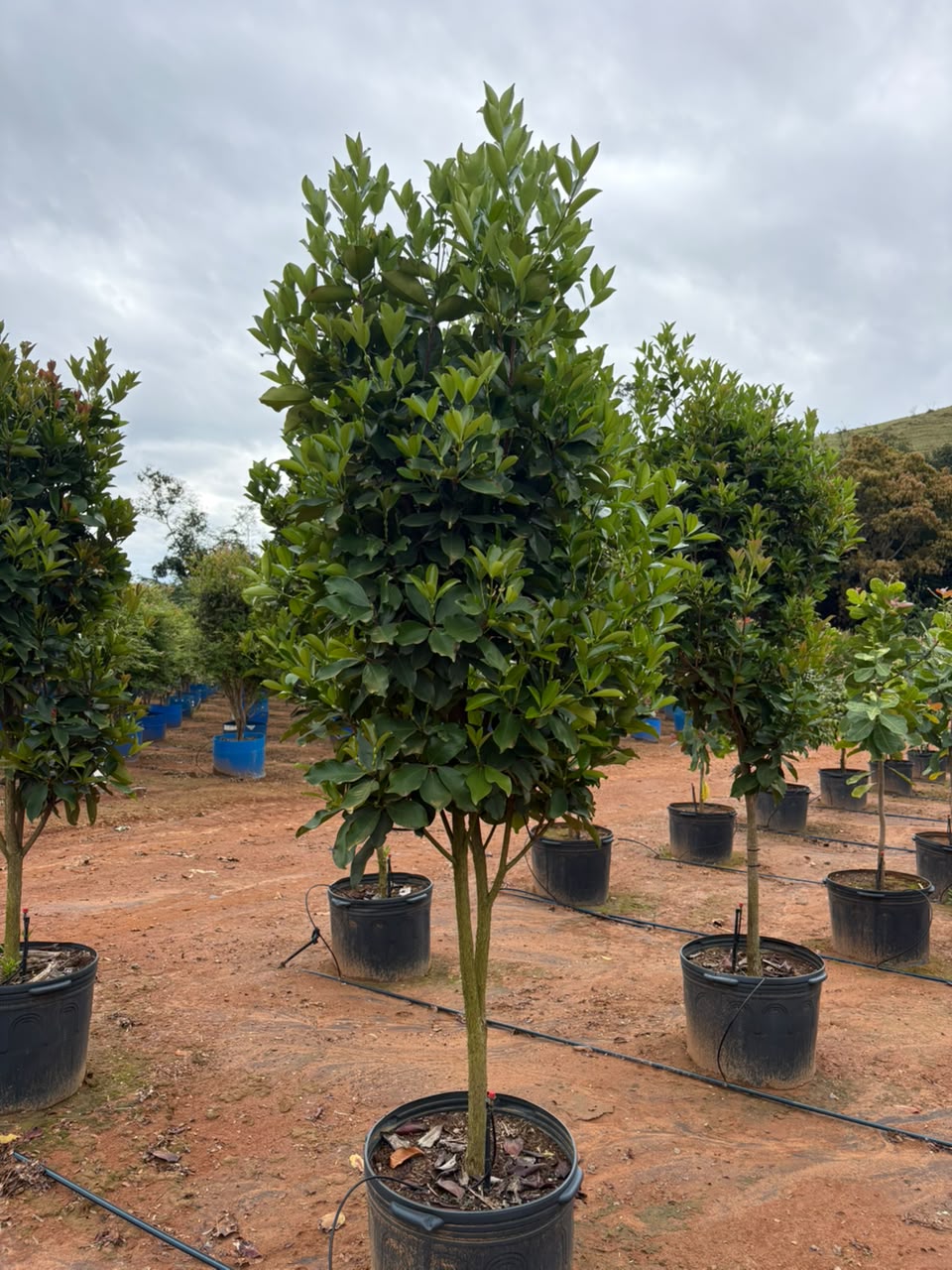 Grumixama semiadulta no viveiro da Nordeste Plantas