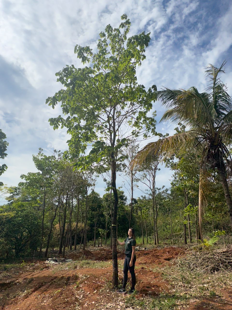 Ipê-branco no viveiro da Nordeste Plantas