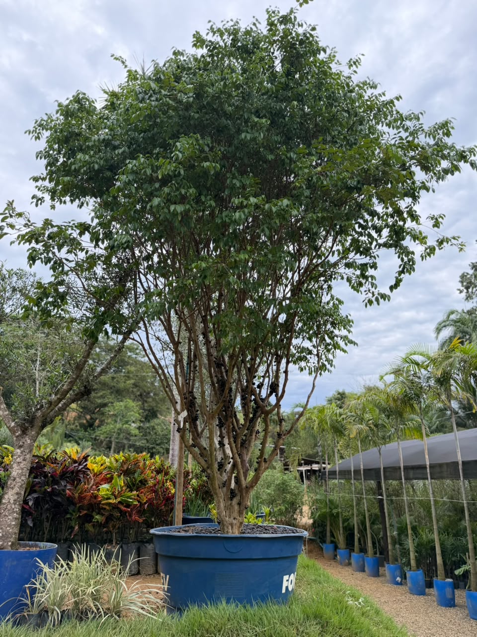 Jabuticabeira no viveiro da Nordeste Plantas