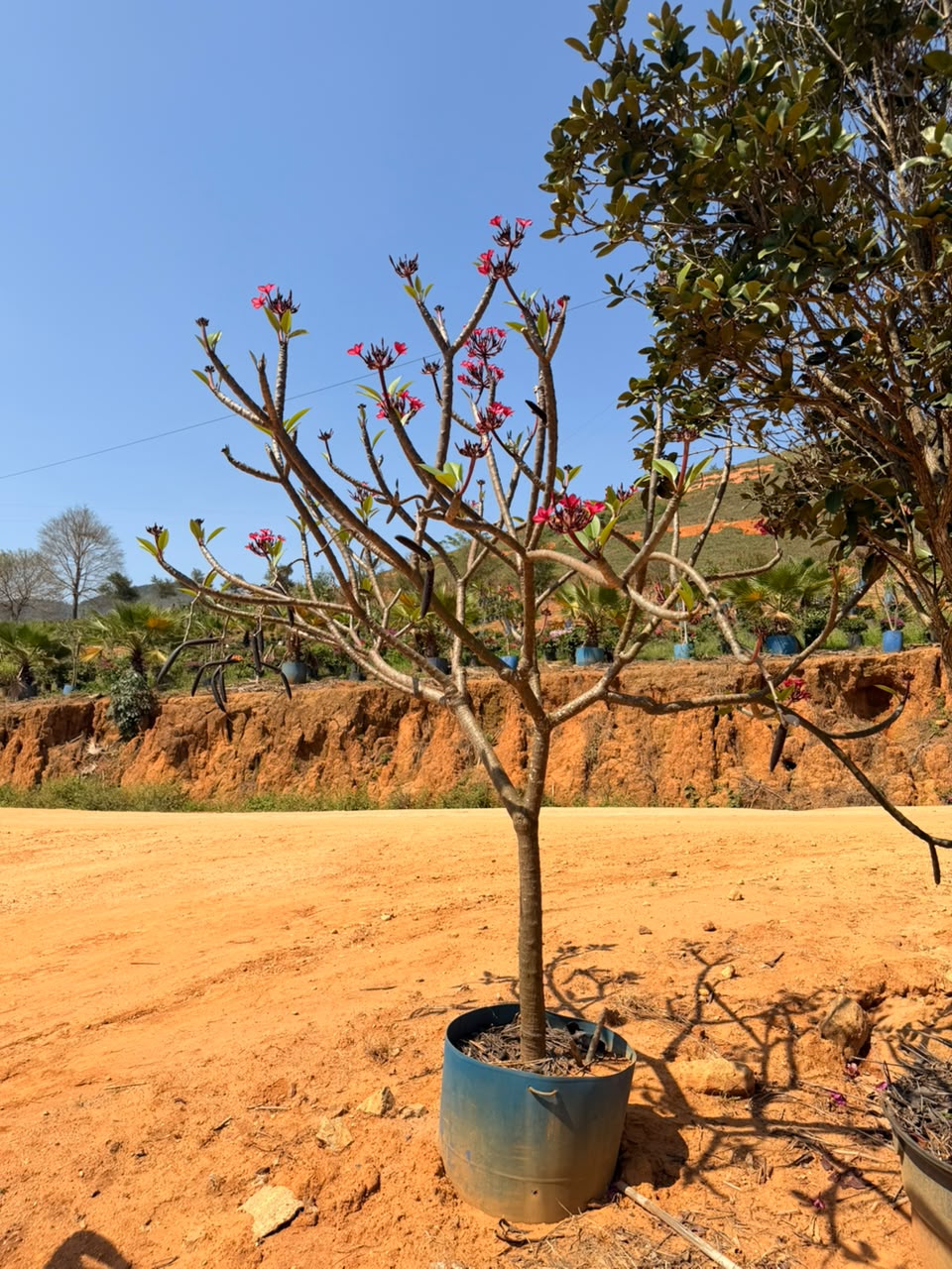 Jasmim-manga no viveiro da Nordeste Plantas