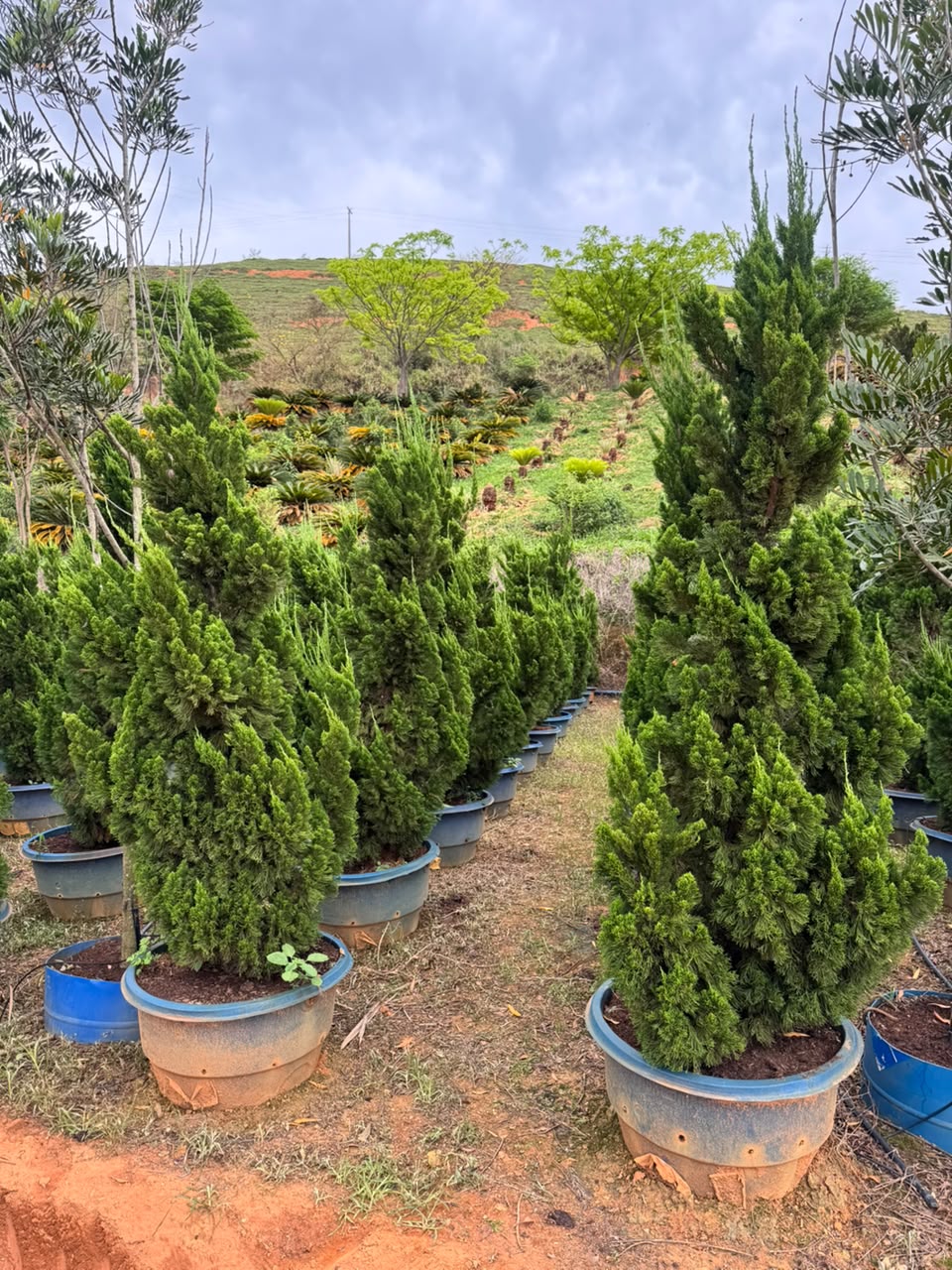 Kaizuka no viveiro da Nordeste Plantas