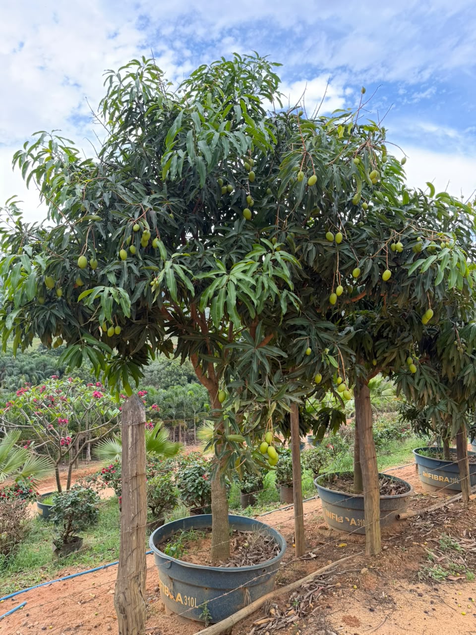 Mangueira no viveiro da Nordeste Plantas
