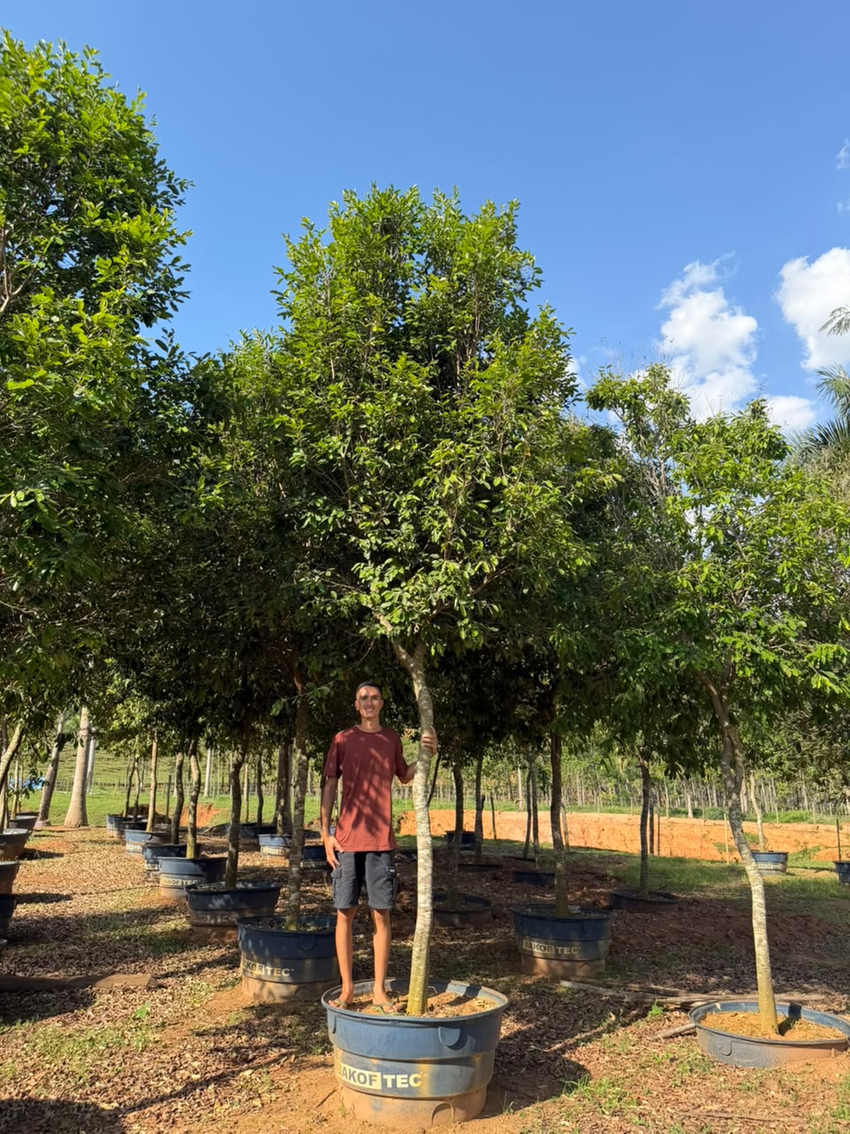 Oiti no viveiro da Nordeste Plantas