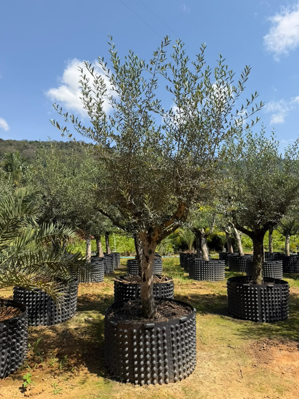 Oliveira no viveiro da Nordeste Plantas