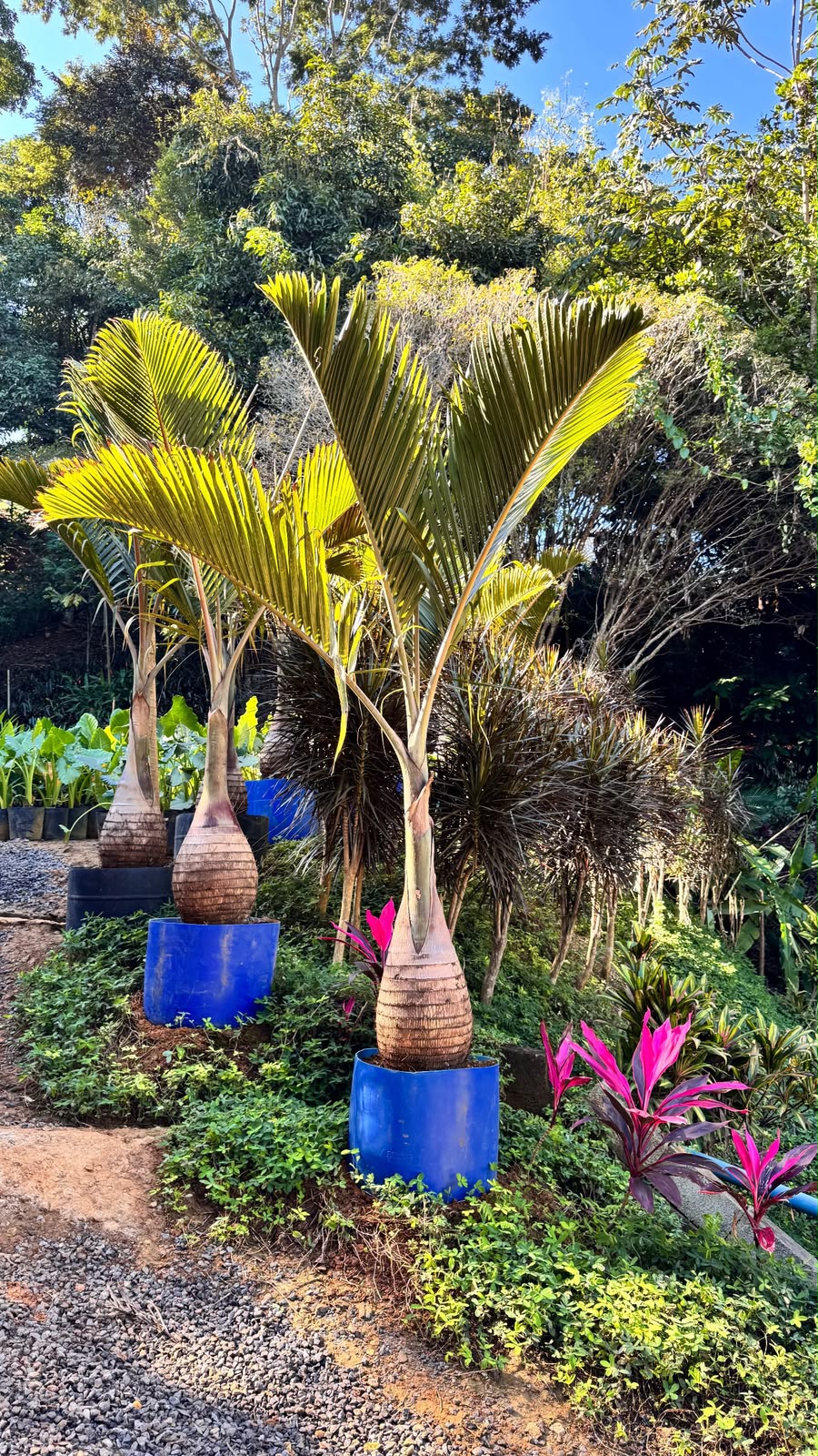 Palmeira-garrafão no viveiro da Nordeste Plantas