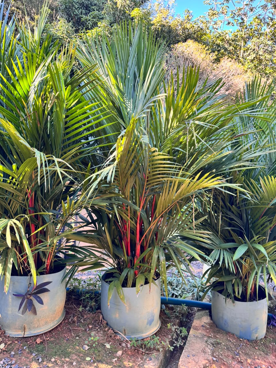 Palmeira-laca no viveiro da Nordeste Plantas