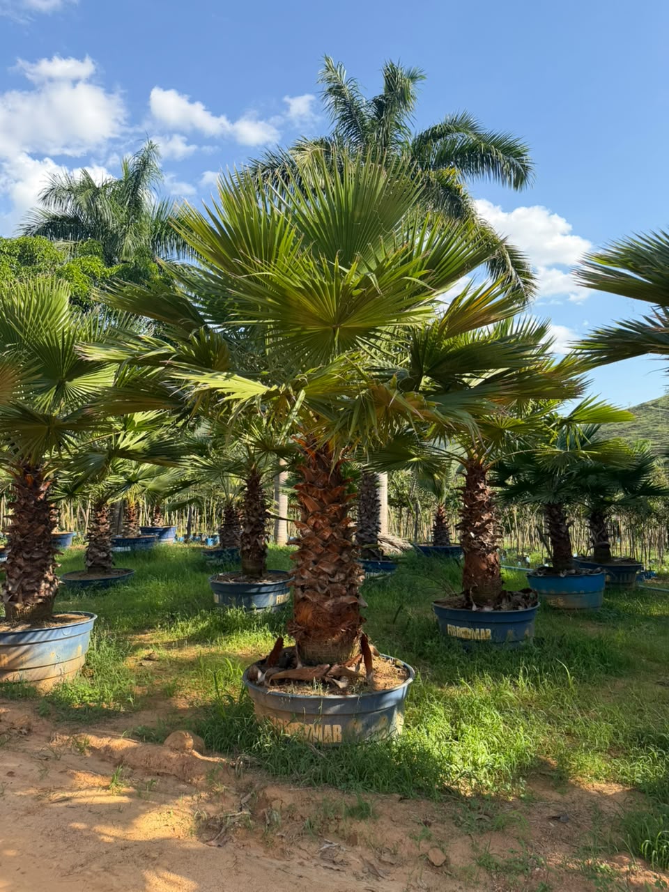 Palmeira Washingtonia no viveiro da Nordeste Plantas