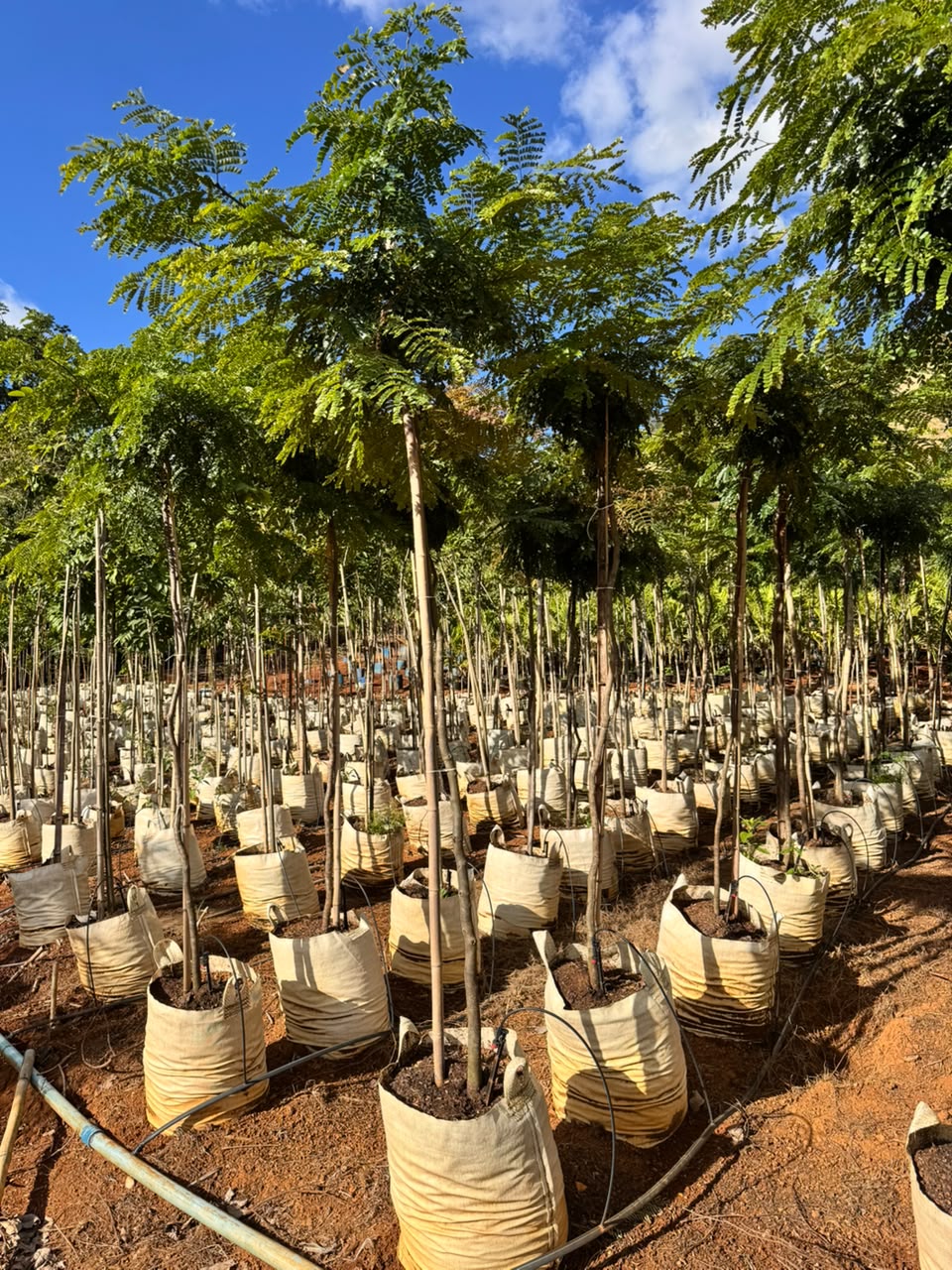 Sibipiruna no viveiro da Nordeste Plantas