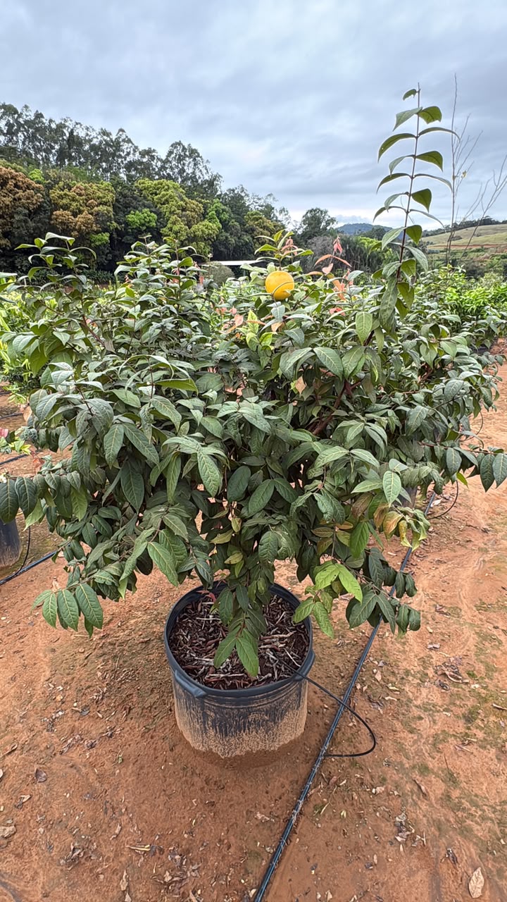 Araçá-boi semiadulto no viveiro da Nordeste Plantas