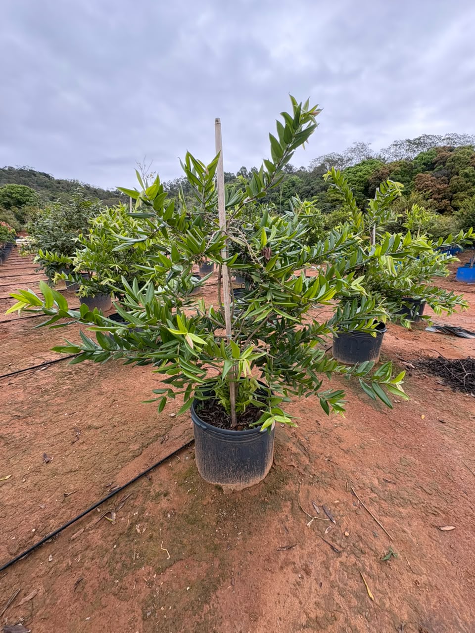 Cabeludinha semiadulta no viveiro da Nordeste Plantas
