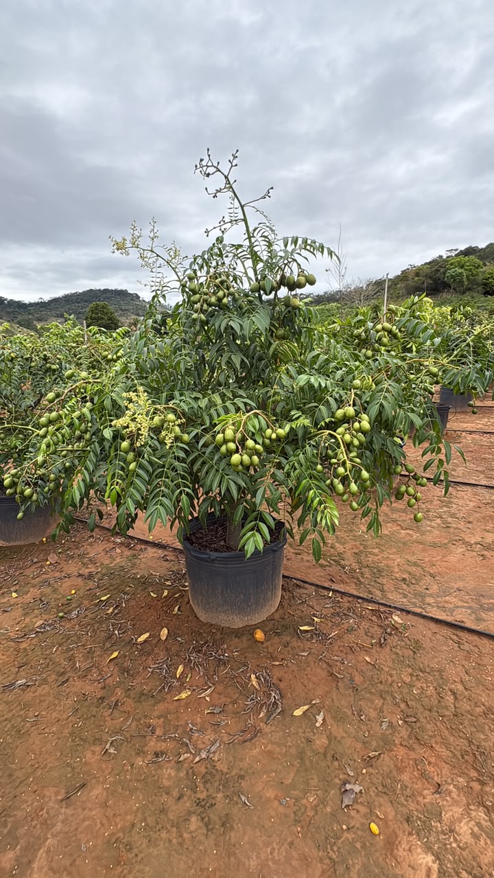 Cajá-manga semiadulto no viveiro da Nordeste Plantas