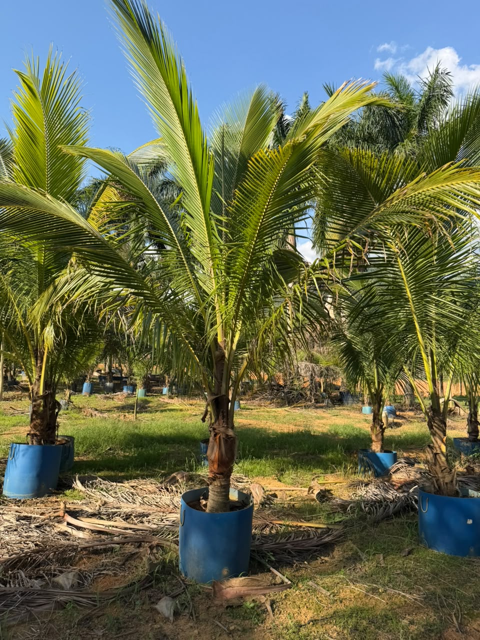 Coqueiro-anão no viveiro da Nordeste Plantas