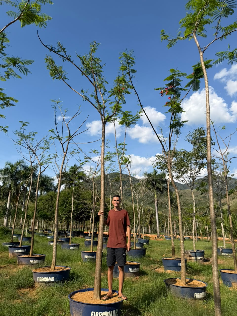 Flamboyant no viveiro da Nordeste Plantas
