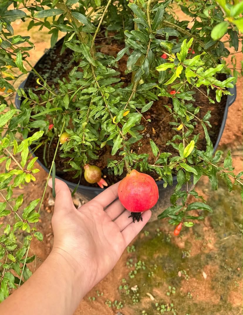 Romã na planta