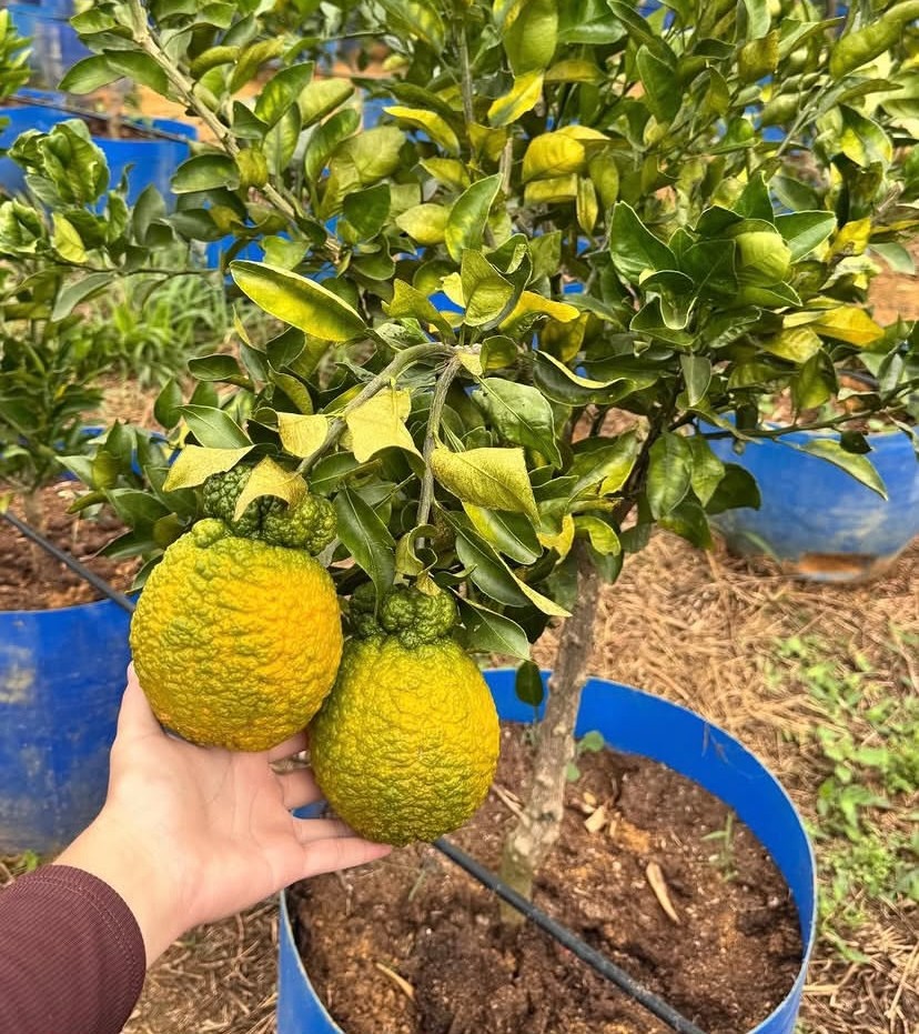 Fruto cítrico de casca rugosa na planta