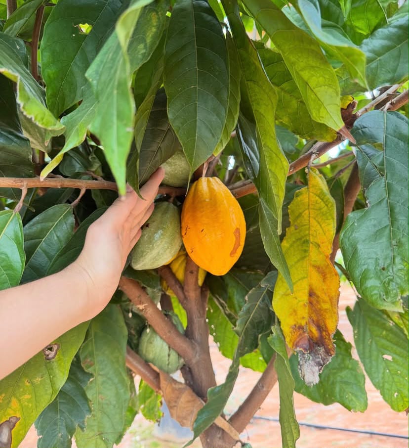 Cacau na planta