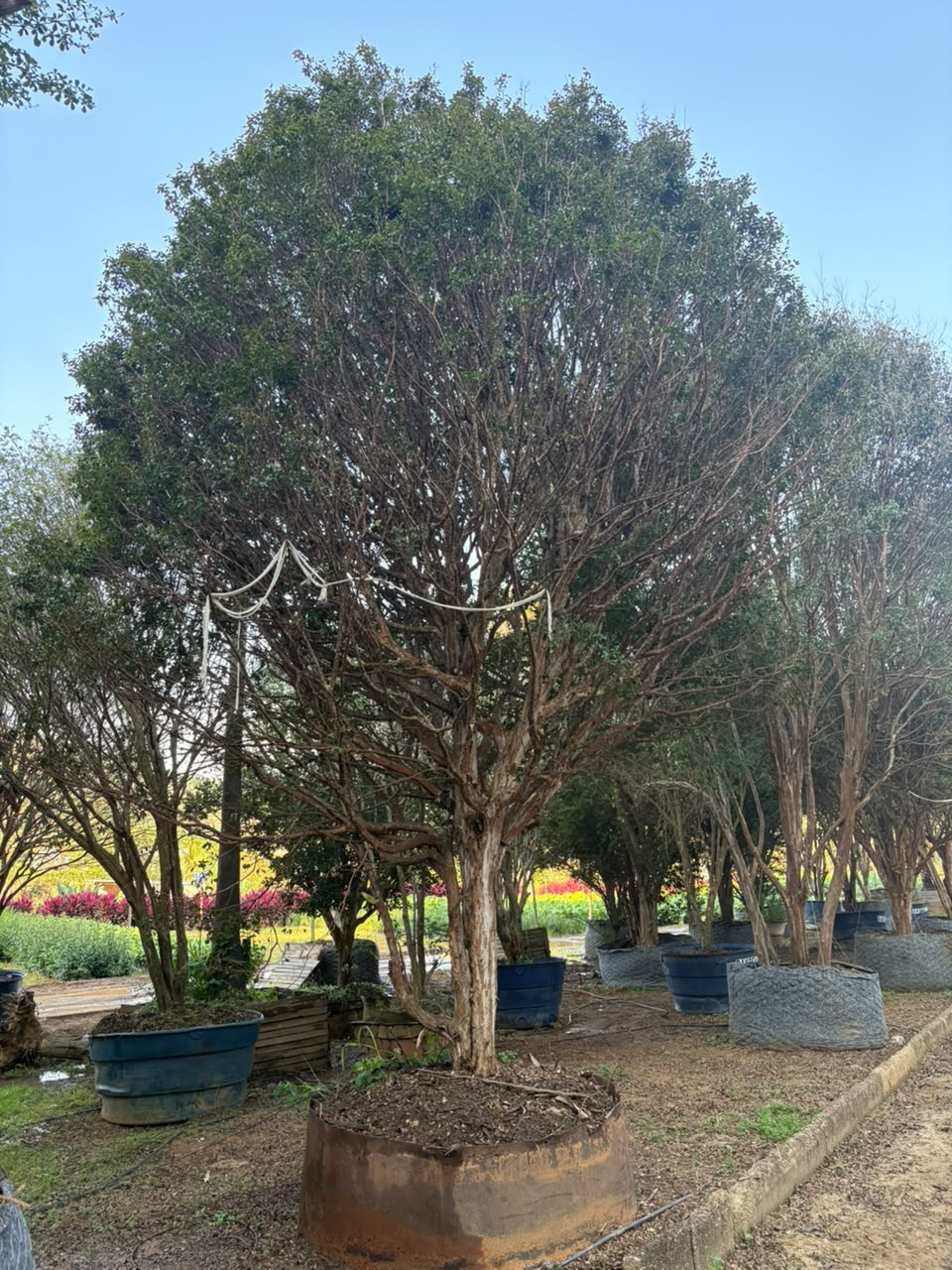 Jabuticabeira Sabará no viveiro da Nordeste Plantas