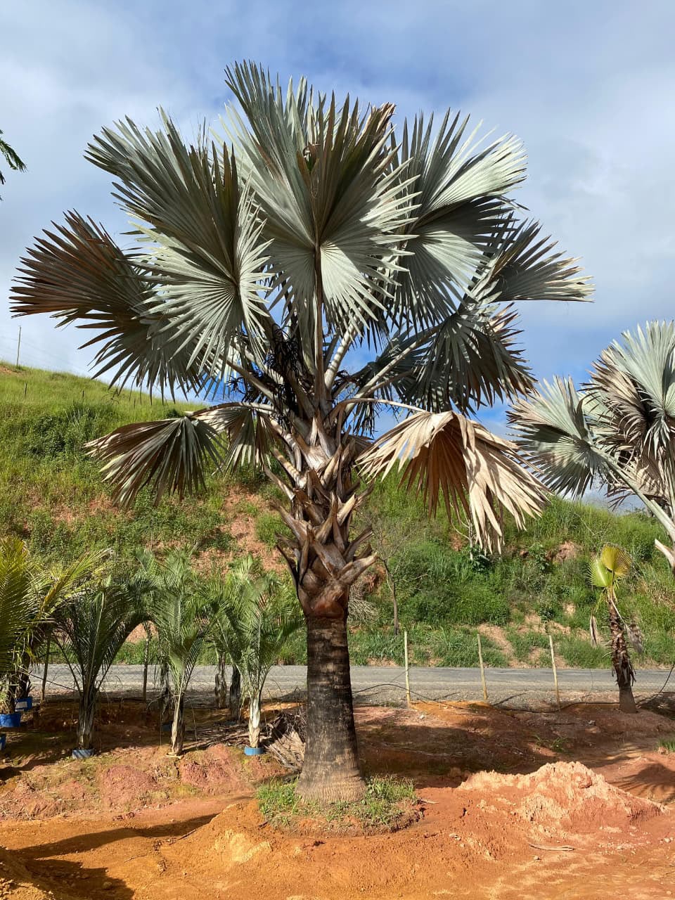 Palmeira-azul no viveiro da Nordeste Plantas