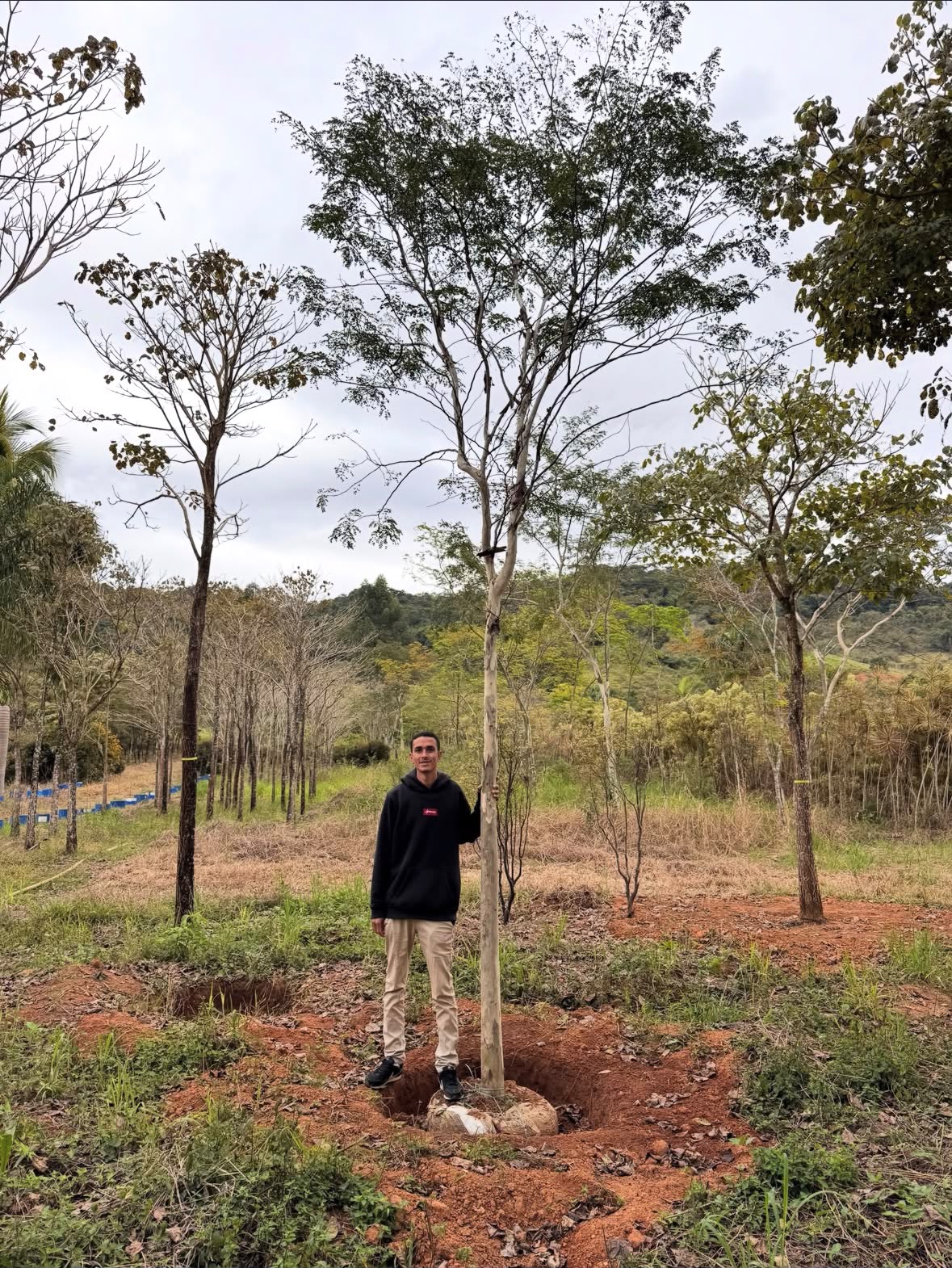 Pau-ferro no viveiro da Nordeste Plantas
