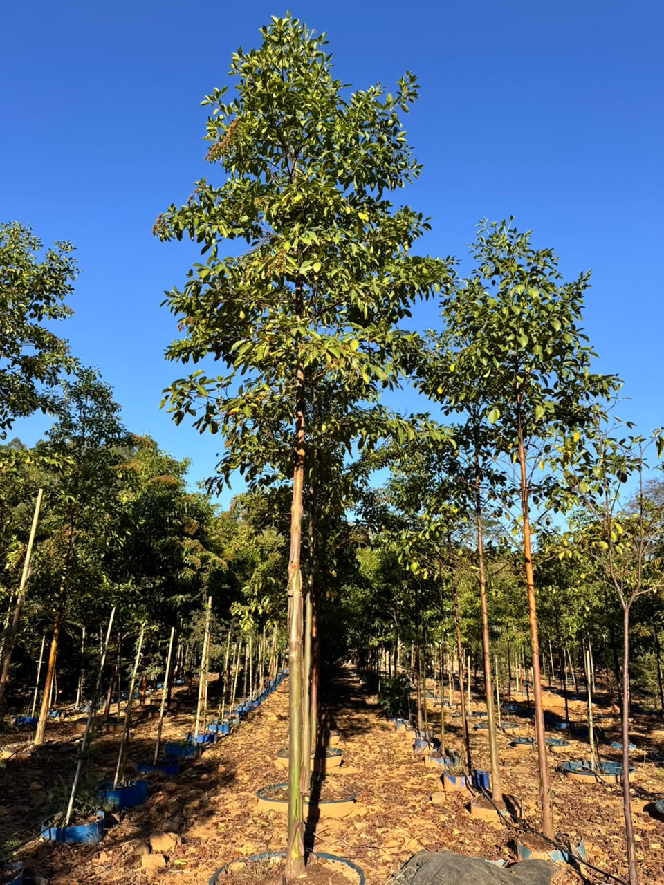 Pau-mulato no viveiro da Nordeste Plantas