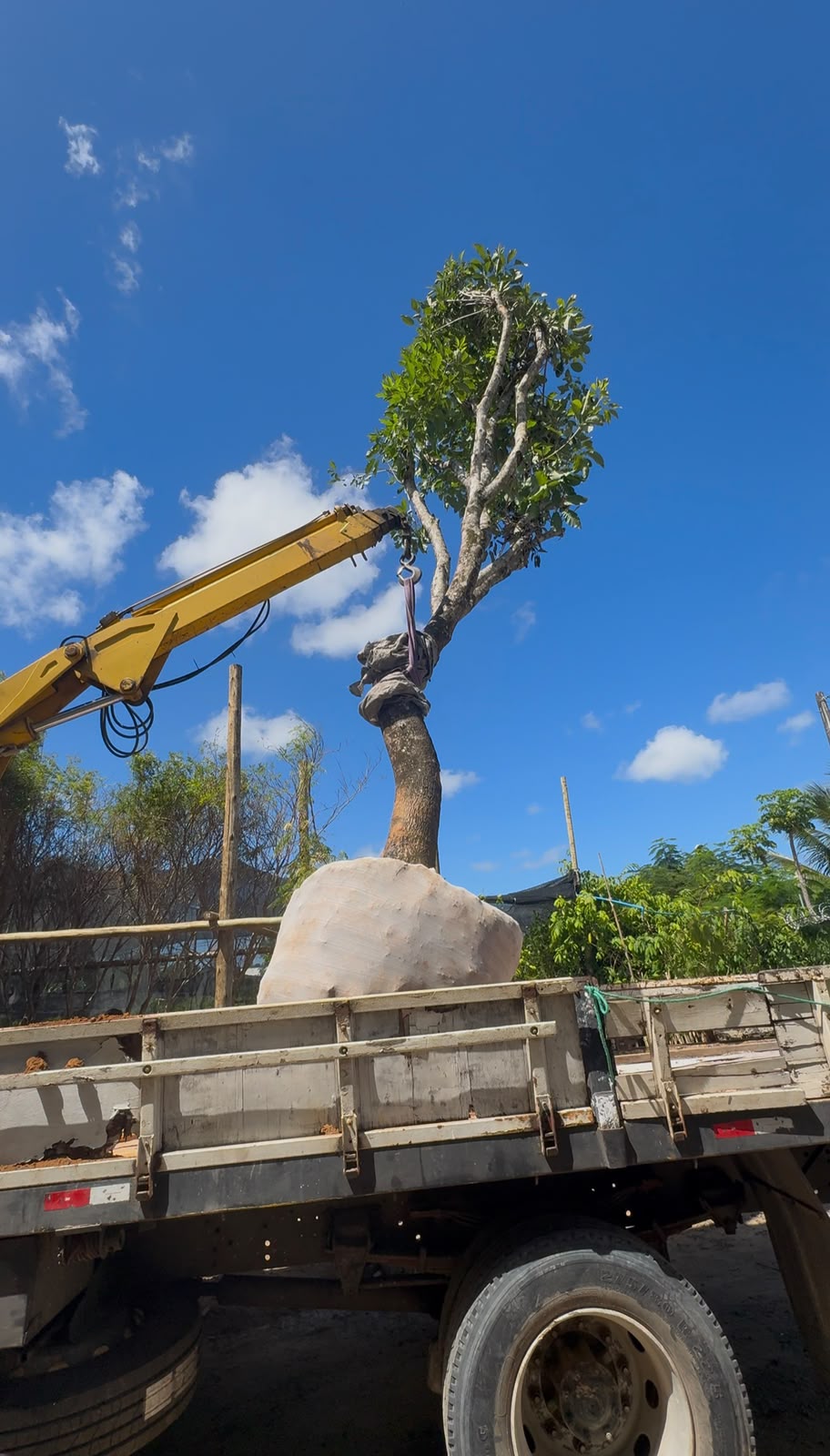 Carregamento de plantas com torrões protegidos em um caminhão da operação de transporte