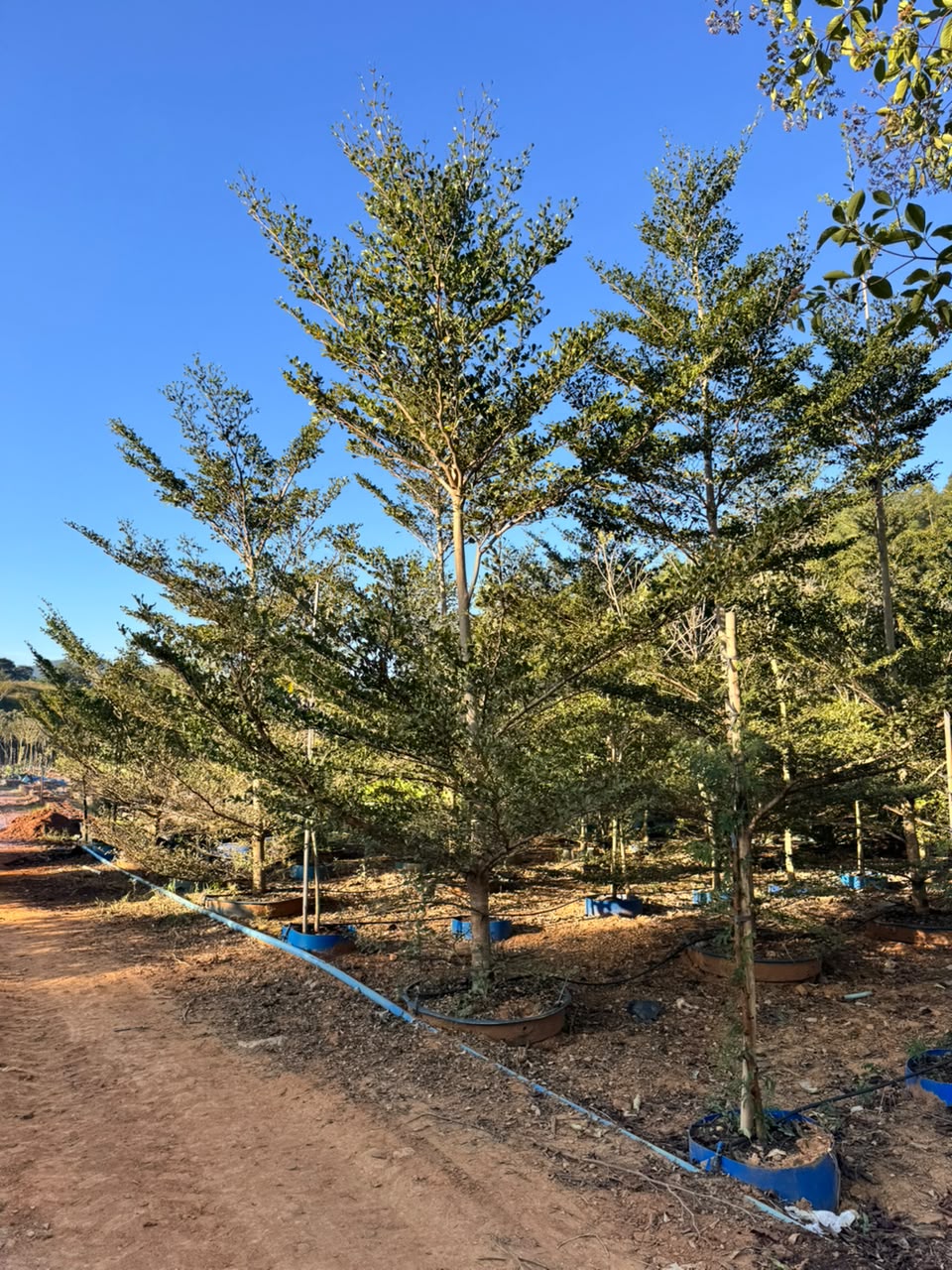 Sete-copas-africana no viveiro da Nordeste Plantas