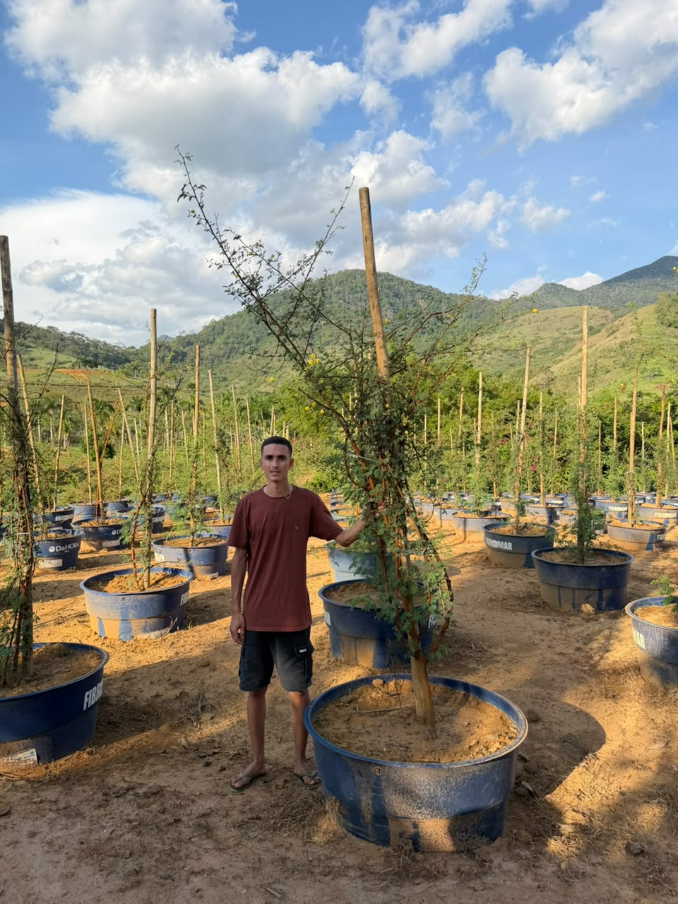 Acácia seyal no viveiro da Nordeste Plantas