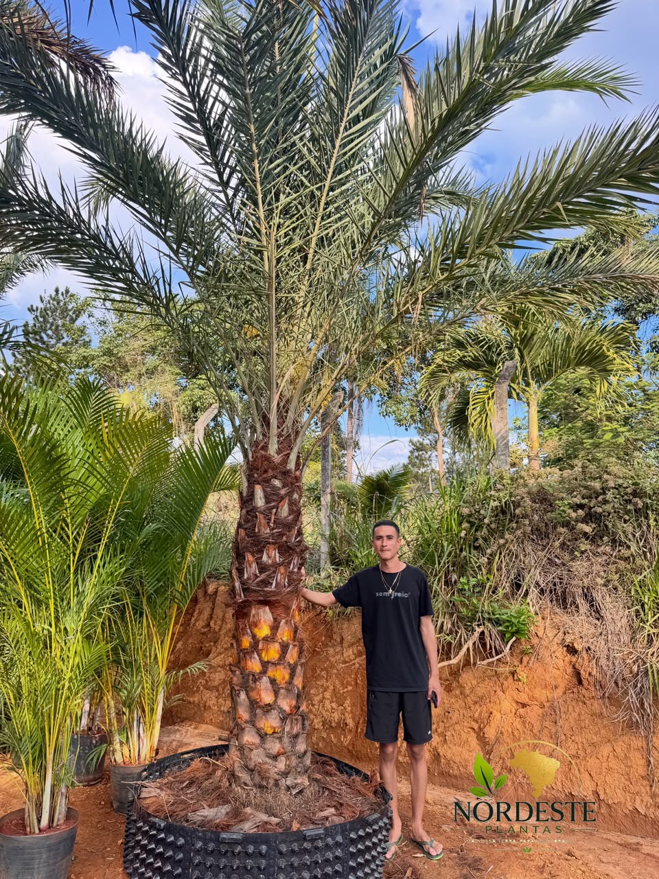 Tamareira no viveiro da Nordeste Plantas